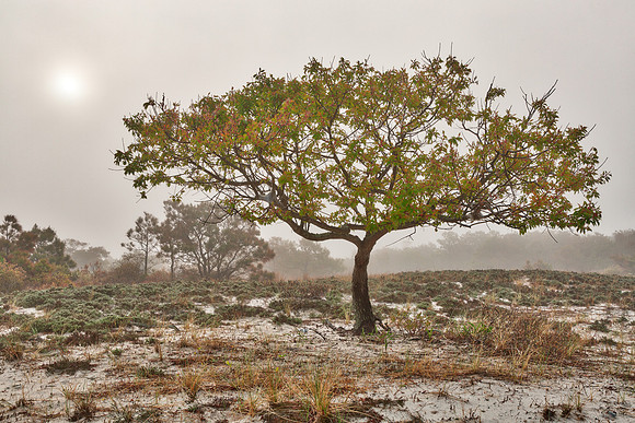 Glowing Mist of Assateague Island