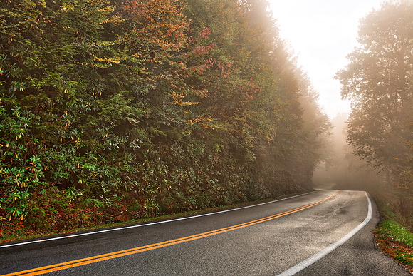 Slick Mist Forest Road