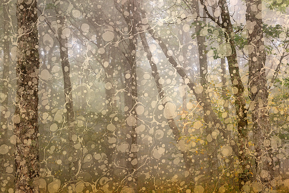 Marbled Mist Forest - Spruce Knob