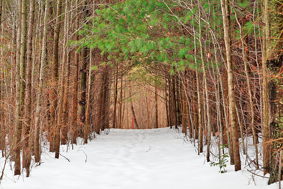North Point Winter Pine Trail