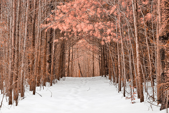 North Point Winter Pine Trail - Pink Fantasy