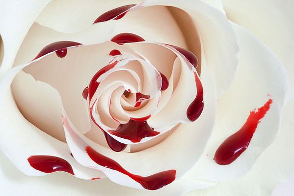 Bleeding Rose Macro