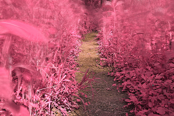 Windy Goose Creek Trail - Tickle Me Pink