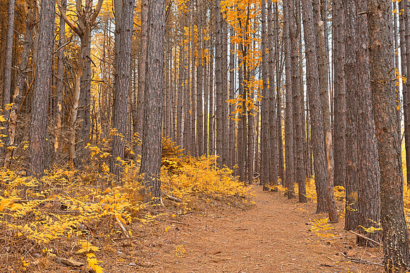 Gold Pine Trail