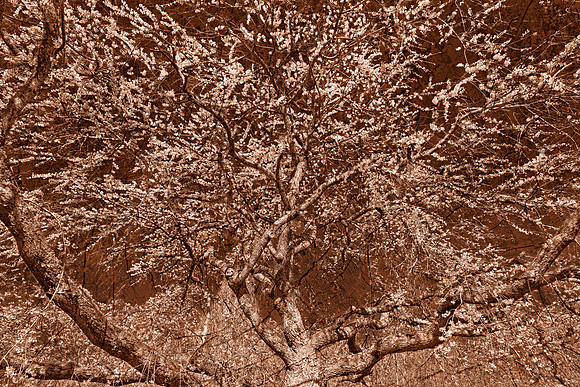 Wooden Cherry Blossom Impressions