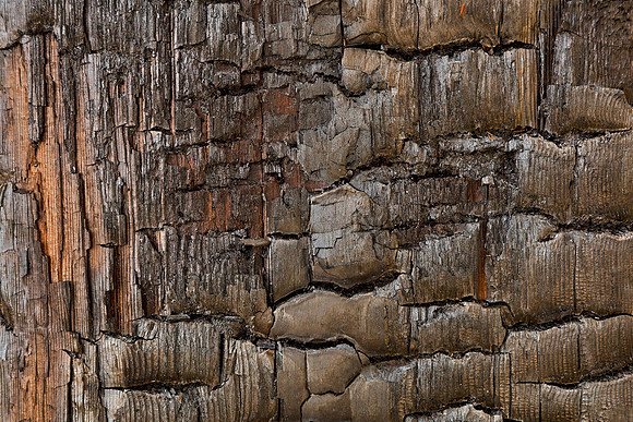 Charred Wood Texture