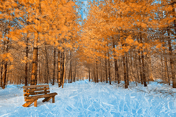 Burning Ice Forest Trail