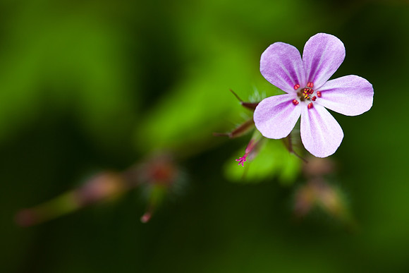 Geranium Robertianum