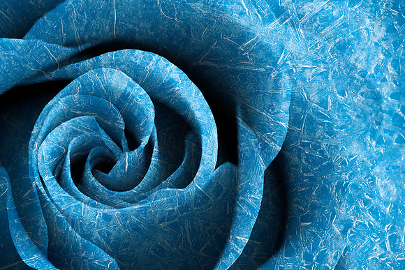 Arctic Rose