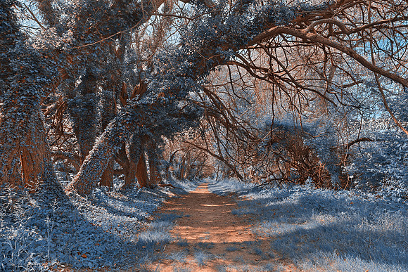 Wye Island Sapphire Trail