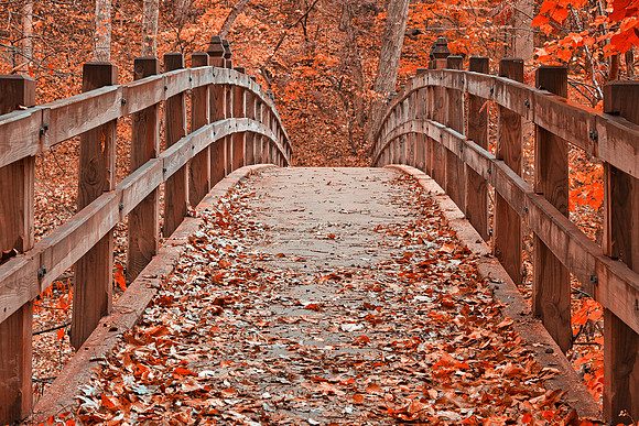 Ruby Red Autumn Bridge