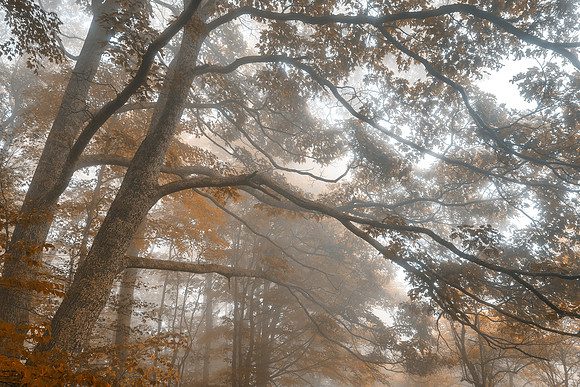 Misty Forest Branchscape - Sepia Euphoria