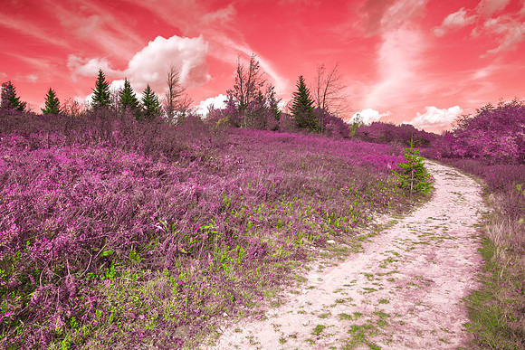 Dolly Sods Fantasy Trail