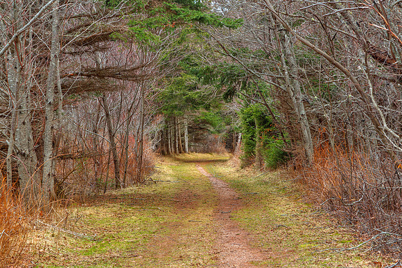 Cavendish Forest Trail