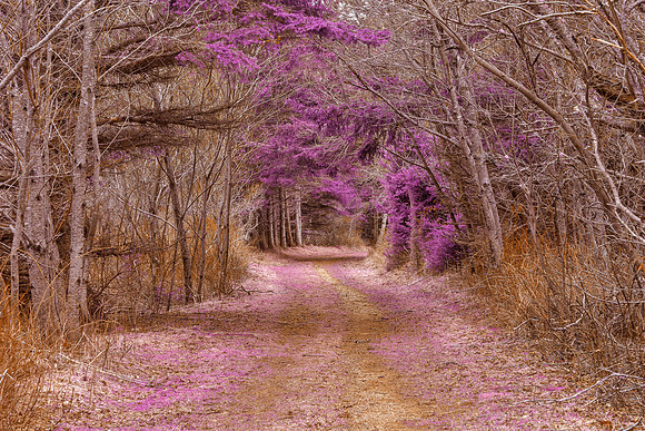 Cavendish Forest Trail - Purple Nostalgia