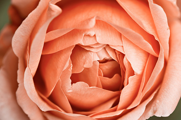 Salmon Pink Rose