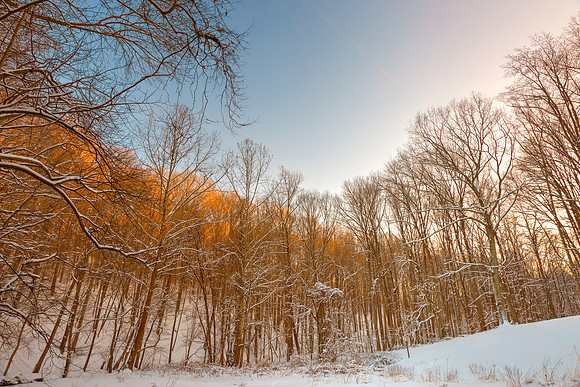 Golden Winter Forest