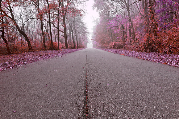 Misty Wonderland Road - North Point
