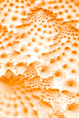 Orange Romanesco Rapture