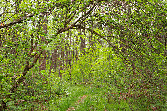 Forest Arch Trail