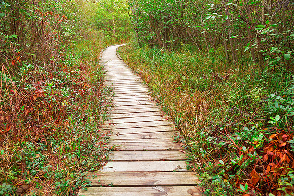 Winding Boardwalk Trail - Dolly Sods