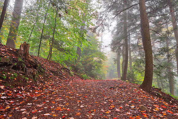 Misty Autumn Trail - Ricketts Glen