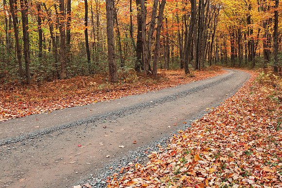 Winding Autumn Forest Road - Hickory Run