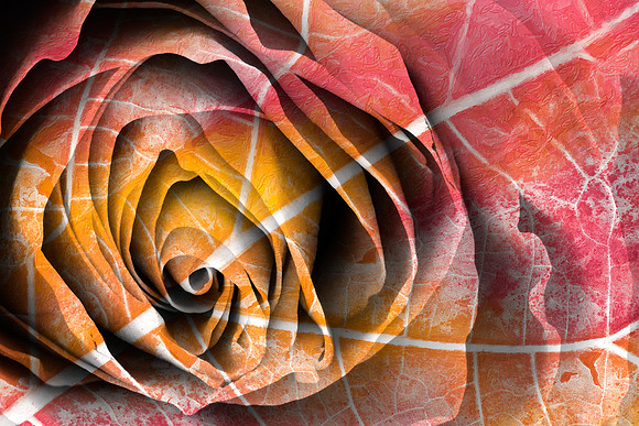 Pastel Rose Decay