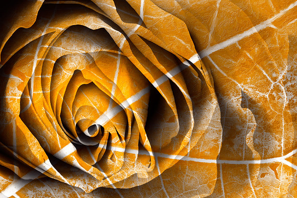 Golden Rose Decay