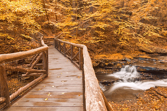 Gold Autumn Boardwalk Bridge