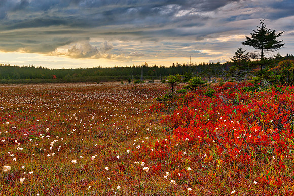 Golden Ruby Hour - Dolly Sods
