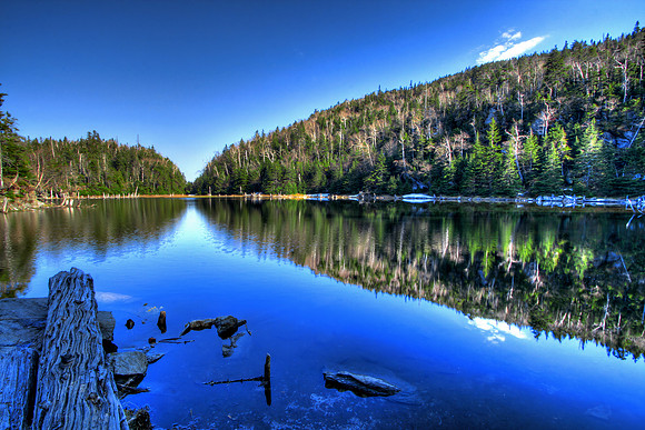 Lake Spruce