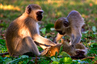 Vervet Monkeys