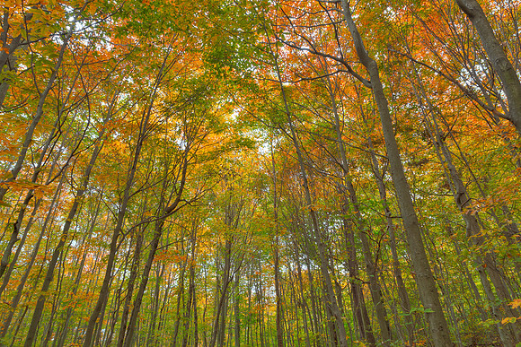 Fall Forest Foliage