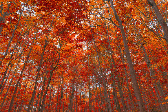 Fall Forest Foliage - Ruby Red
