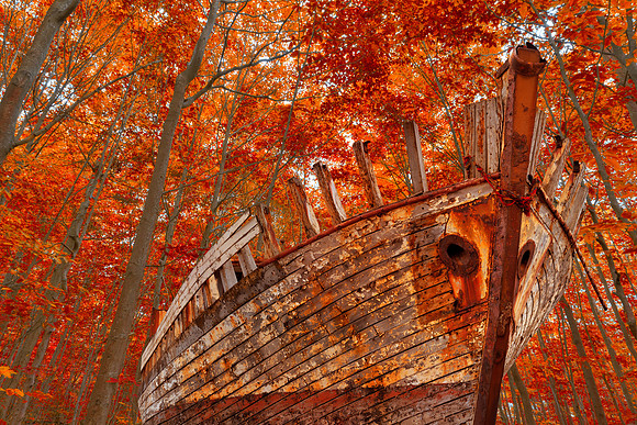 Fall Forest Shipwreck