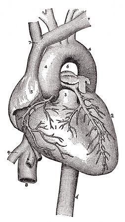 Vintage Heart Anatomy