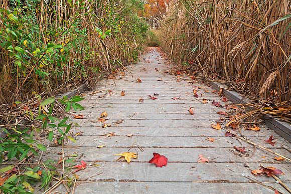 Autumn Marsh Boardwalk