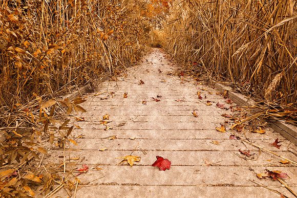 Rustic Marsh Boardwalk