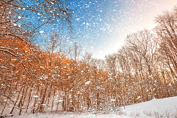 Snow Spattered Winter Forest