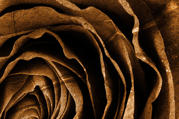 Sepia Grunge Rose