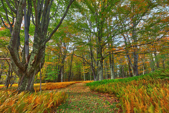 Autumn Fern Trail - Canaan Valley