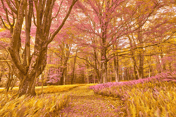Fern Fantasy Trail - Canaan Valley