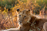 Kruger Park Lion