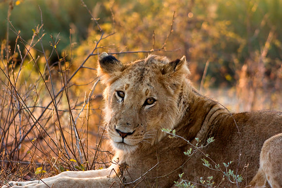 Kruger Park Lion