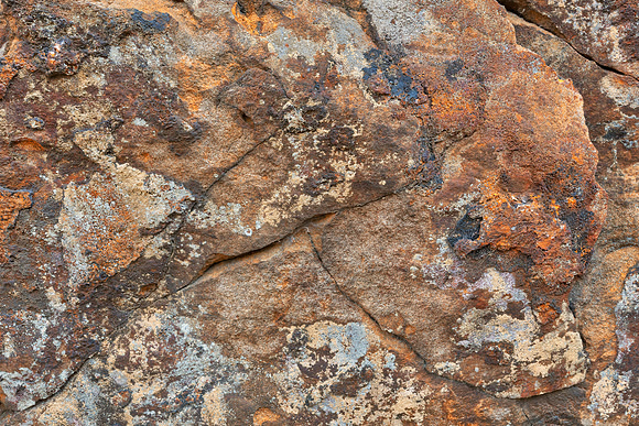Petrified Kelpie