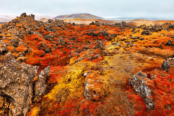 Iceland Moss Inferno