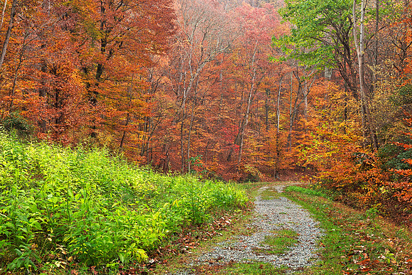 Vibrant Autumn Trail