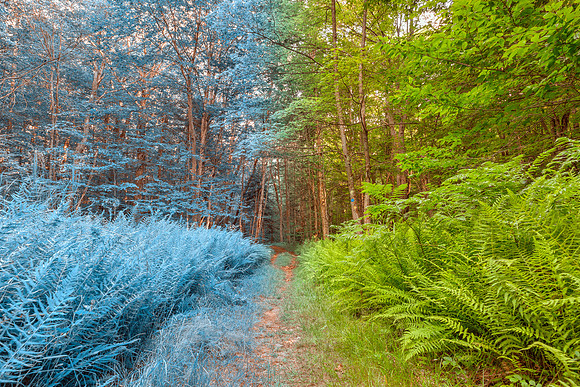 Changing Fern Seasons