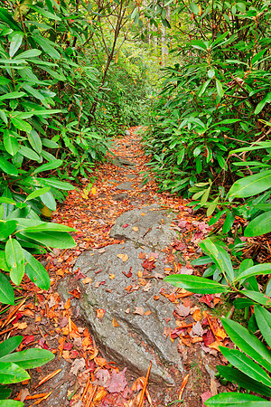 Rocky Rhododendron Trail - Pase Point